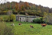 16 Cascina con mucche al pascolo